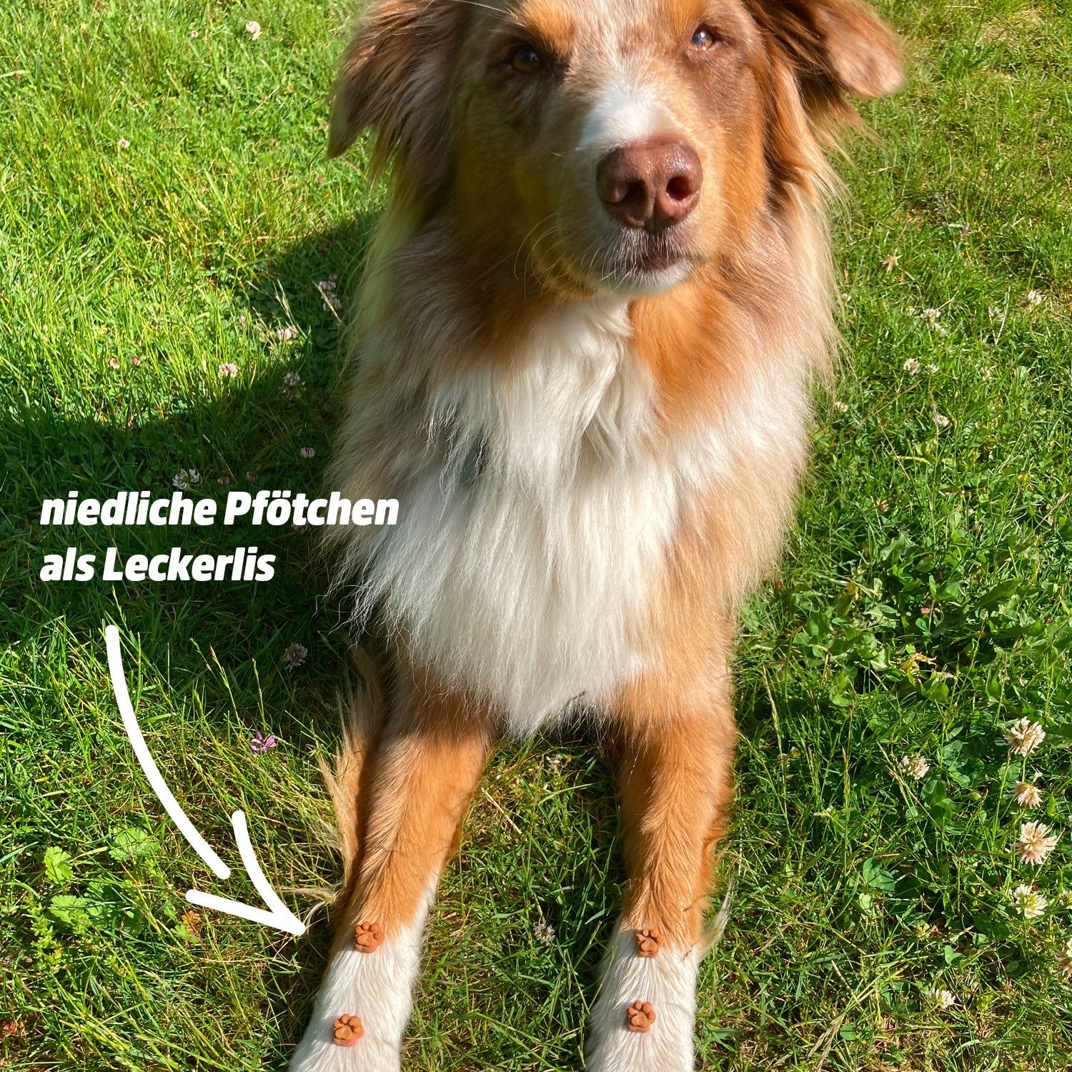 Collory Backmatten für Katzenleckerlis