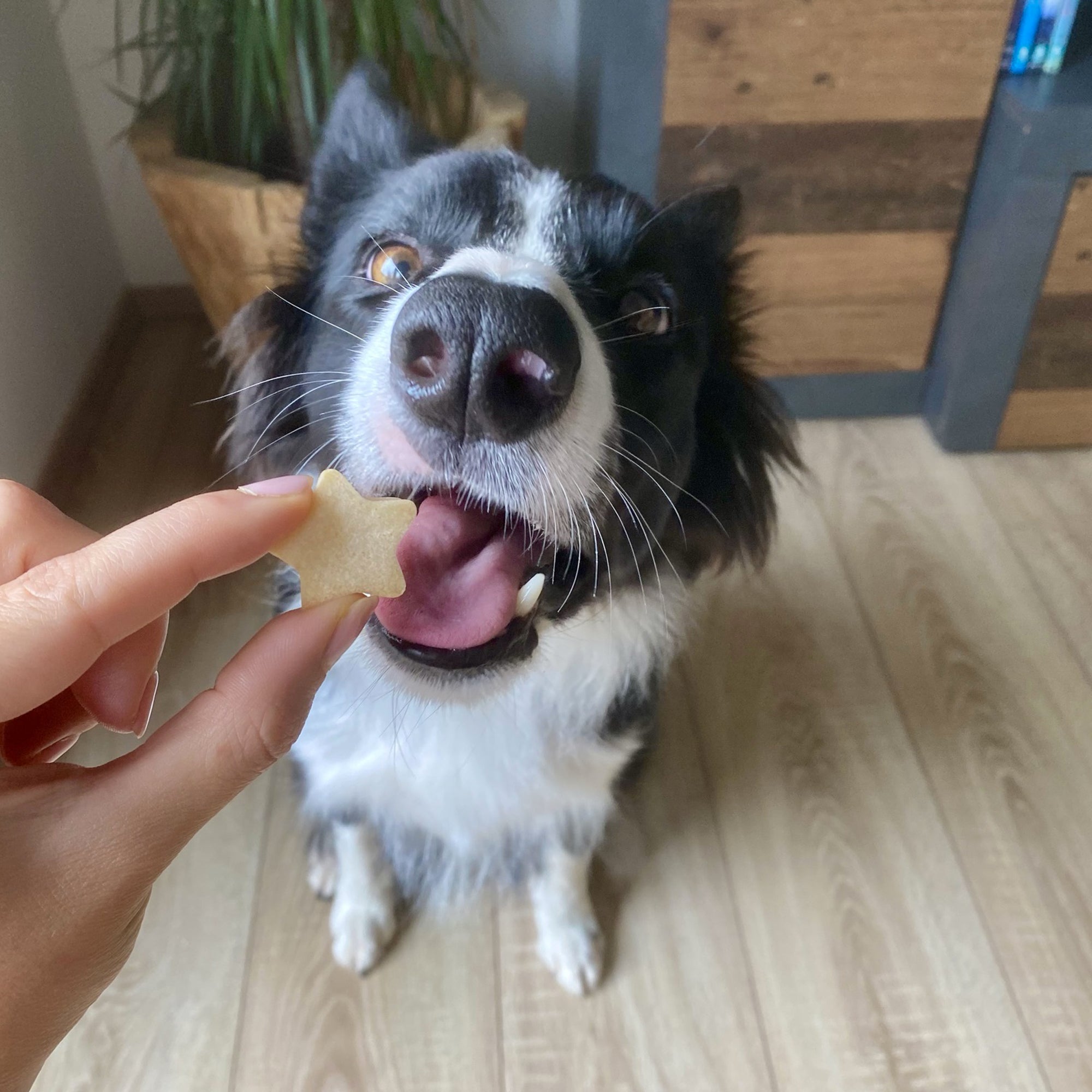 Backmatten für Sternform Leckerlis