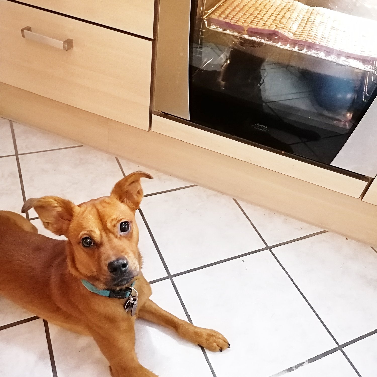 Collory Backmatten für Hundeleckerlis in Halbkugelform