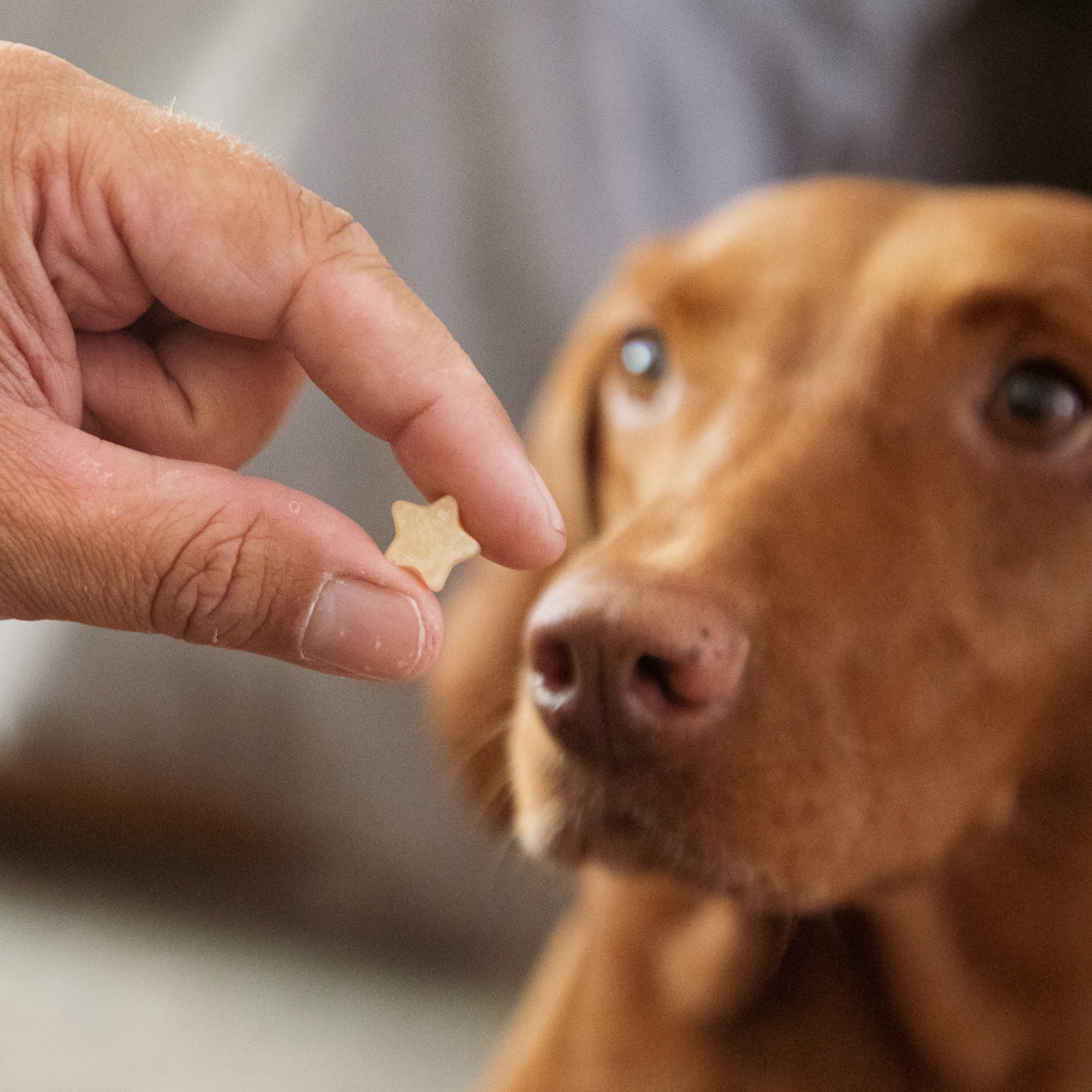 Backmatten für Sternform Leckerlis